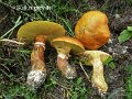 Suillus grevillei-amf313
